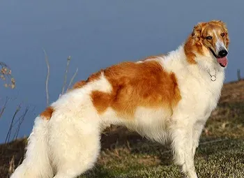 苏俄猎狼犬的性格 该犬举止很优雅 | 苏俄猎狼犬