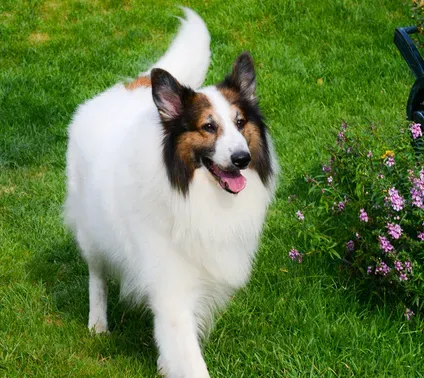 苏格兰牧羊犬肠胃如何 分为几种不同的类型 | 苏格兰牧羊犬