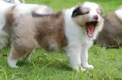 喜乐蒂|养出一只健康喜乐蒂所需要做的事情