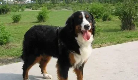 伯恩山犬初养适应度 吃饭时间限制在10分钟 | 伯恩山犬
