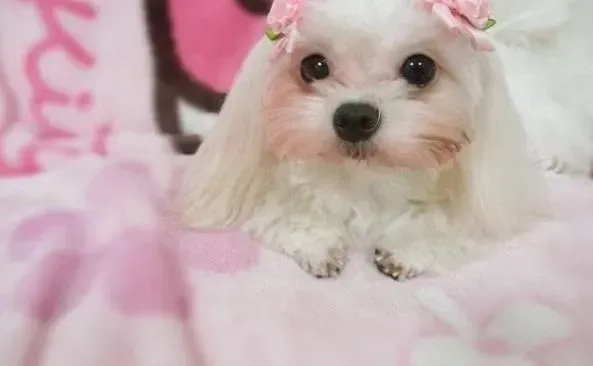 马尔济斯|马尔济斯犬养成不良行为的原因及改正方法