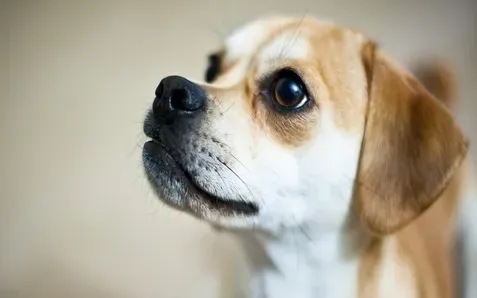 犬黑热病 犬黑热病的症状及防治方法 | 狗