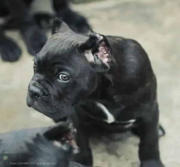 卡斯罗犬|卡斯罗犬爱睡觉，打喷嚏，麻烦大家帮助一下