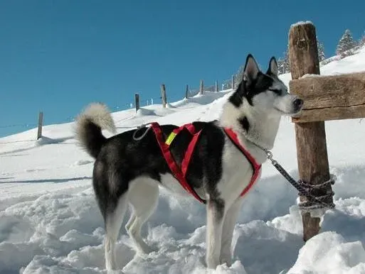 阿拉斯加犬|养狗切记 出门遛狗一定要带狗链