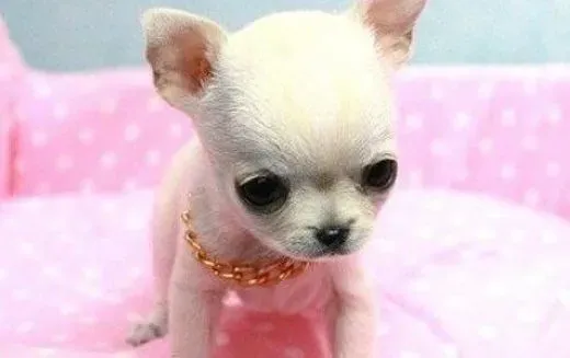 吉娃娃|狗狗训练优化&nbsp;&nbsp;如何科学训练宠物吉娃娃