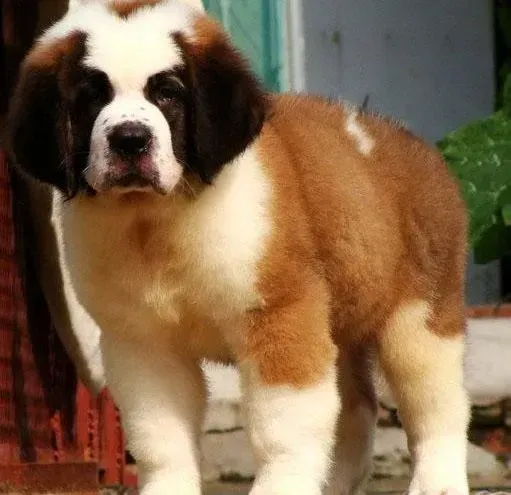 圣伯纳犬|怎样才能给圣伯纳犬拍出好看的照片