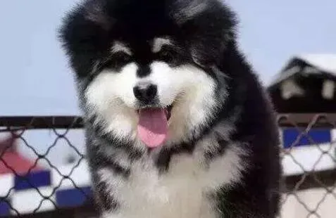 阿拉斯加犬|阿拉斯加犬流清鼻涕，不怎么吃饭怎么办