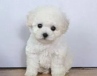 比熊犬|比熊犬患上皮肤病应该怎么治疗