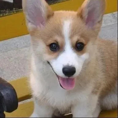 柯基犬|柯基犬口吐白沫带血丝到底是怎么回事