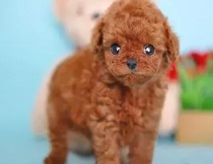 贵宾犬|贵宾犬背上出现很多疙瘩，这是怎么了
