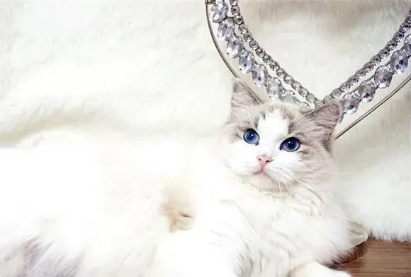 布偶猫眼睛小怎么回事 布偶猫眼睛小的原因原来是这样 | 布偶猫