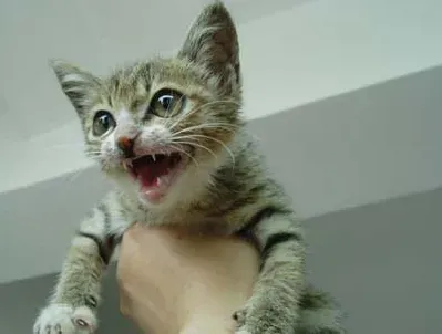 被宠物猫抓伤出血 避免被猫抓伤方法 | 猫