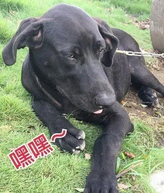 高山犬叼大鱼上岸想帮自己加菜 可爱模样笑翻网友 | 狗