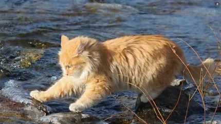 猫肉毒梭菌病 是一种人畜共患的急性病 | 猫
