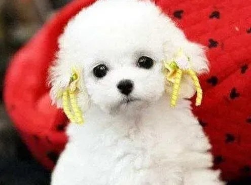 泰迪犬|如何给泰迪犬挤肛门腺 求方法