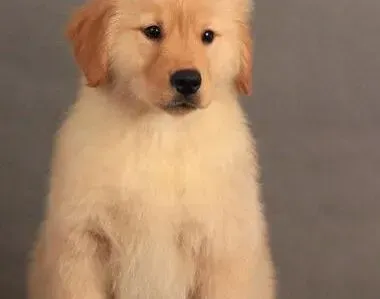 金毛|如何保持金毛犬皮肤的水分与紧致