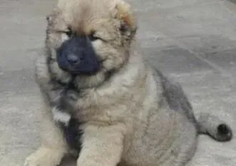 高加索犬|高加索犬不知道为什么总掉毛 求大家解答