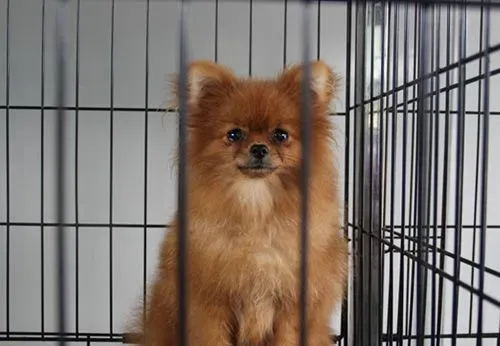如何训练博美犬 狗狗必会的三项技能 | 博美犬