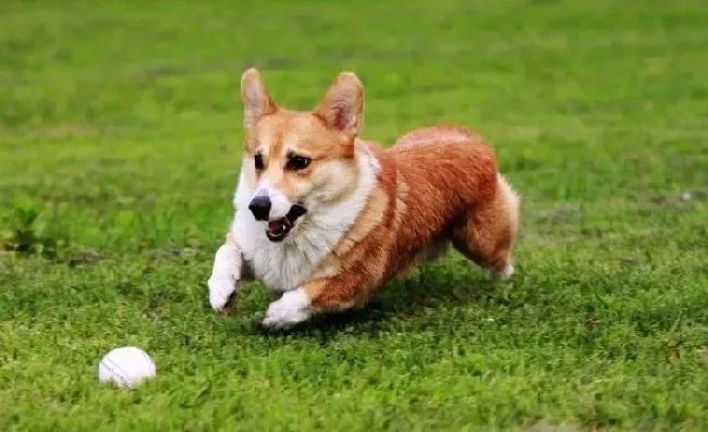 柯基犬|幼龄柯基犬的饲养过程中有哪些食物不能吃