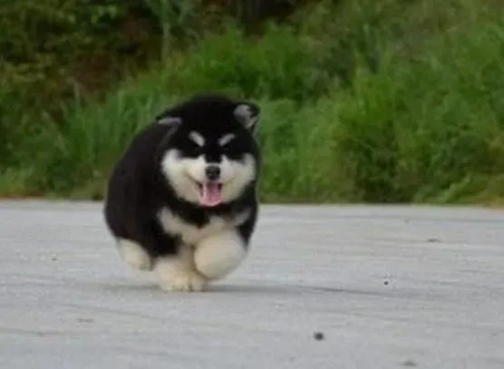 阿拉斯加犬|生活小提示 喂养阿拉斯加犬前须知道哪些事情