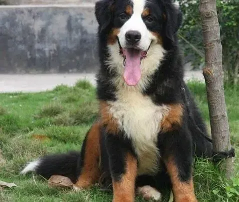 伯恩山犬|伯恩山犬最近胃口不是很好怎么回事