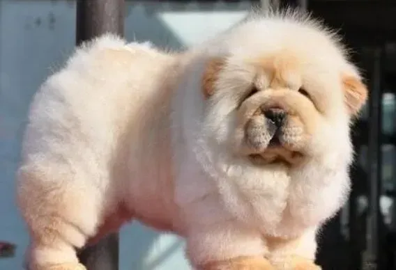 松狮犬|松狮犬总是流鼻涕是不是感冒了
