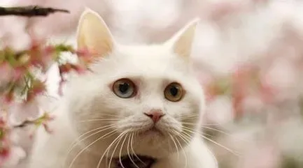 怎样去除猫身上的跳蚤 跳蚤是外寄生虫之一 | 跳蚤