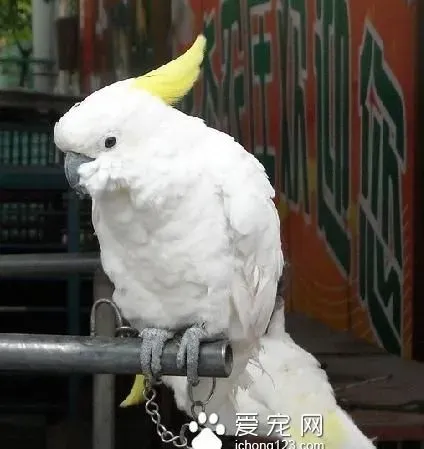 鹦鹉要怎么驯化 学好5招轻松训练鹦鹉 | 鹦鹉