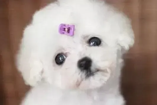 贵宾犬|百变天后贵宾犬是最易训练的宠物狗吗