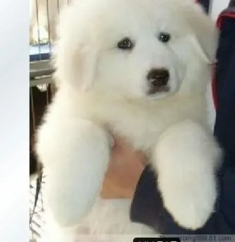 大白熊犬|狗狗补钙方法多 大白熊犬需要哪些补钙的方法