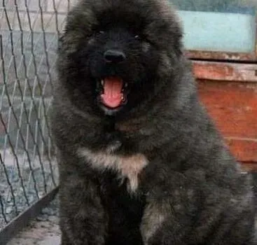 高加索犬|如何训练高加索犬接受牵引绳