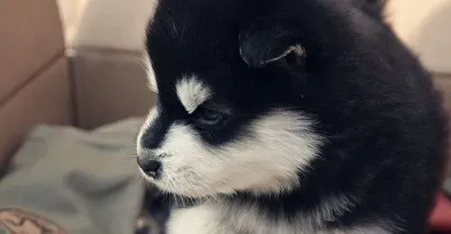 狗狗结扎好吗 详解狗狗结扎后的照顾 | 结扎