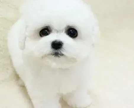 比熊犬|四十天的比熊犬除了狗粮还可以给它吃点什么