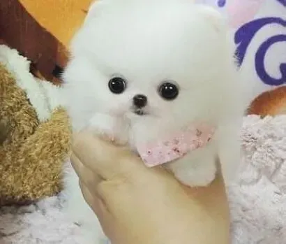 博美犬|怎样在秋天的时候养好博美犬