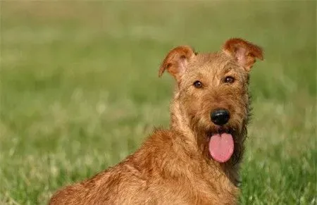 消防犬是什么狗 消防犬中的狗是爱尔兰梗 | 狗