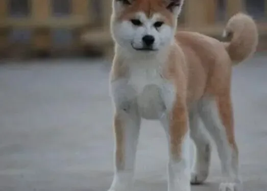 秋田犬|怎样做好秋田犬牙齿保健的重要工作