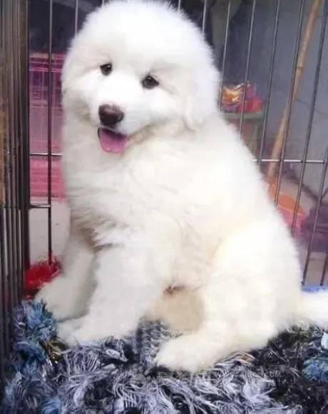 大白熊犬|大白熊犬怎么养 大白熊犬的日常护理小常识