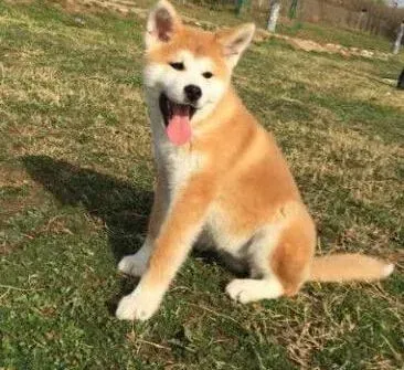 秋田犬|秋田犬吃骨头是不是不好 求指教