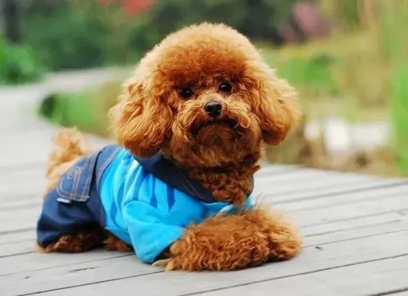泰迪犬|夏季清凉术 夏天泰迪犬剃光毛发后的善后
