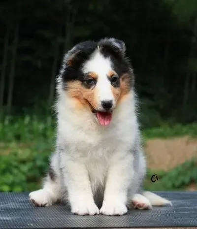 喜乐蒂|过量的给喜乐蒂犬吃冷饮有哪些坏处