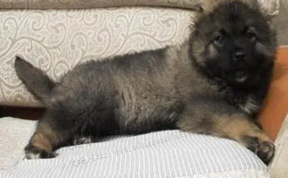 高加索犬|如何轻松的训练高加索犬