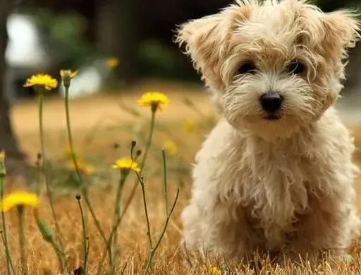 泰迪犬|吃出健康来 精心搭配泰迪犬的营养餐