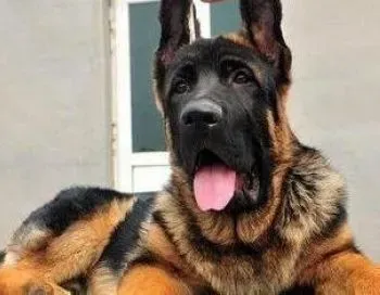 德国牧羊犬|四个基本原则让您养出健康的德国牧羊犬