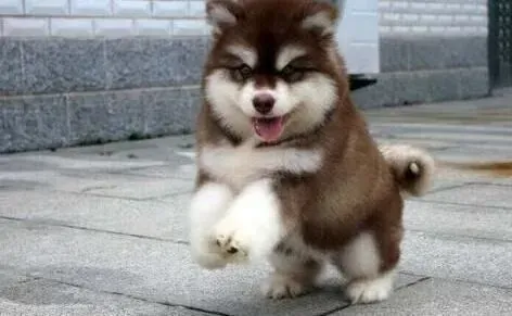 阿拉斯加犬|教您如何在小区里和阿拉斯加犬散步玩耍