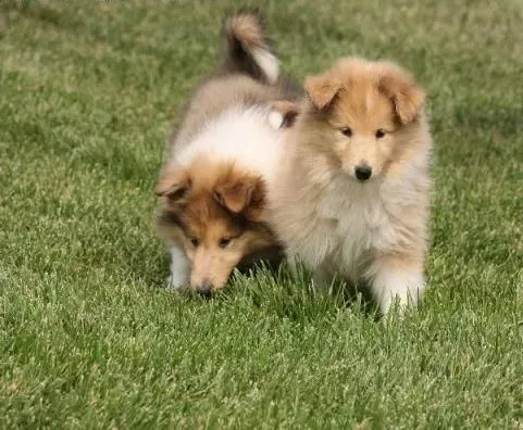 苏格兰牧羊犬|哪些食物能使苏格兰牧羊犬的被毛充满光泽