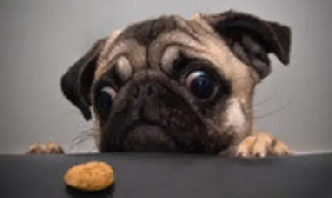 巴哥犬|急救小护士支招 巴哥犬出现不同程度烧伤的处理方法