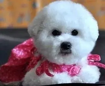 比熊犬|掌握比熊犬牙齿护理的关键点