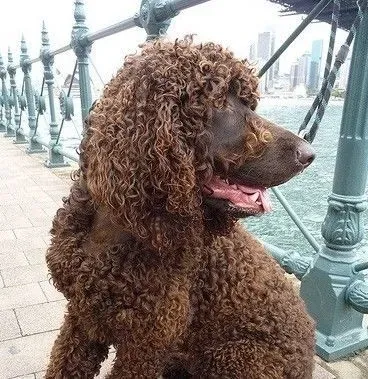 爱尔兰水猎犬的喂食要点 喂多发胖会失美 | 爱尔兰水猎犬