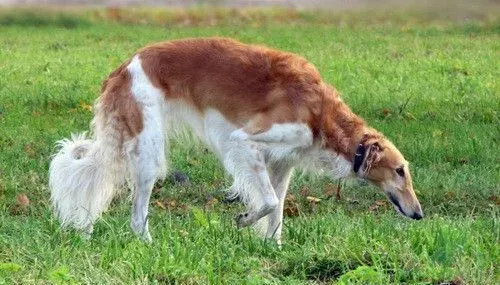 苏俄猎狼犬能跑多少码 奔跑速度是很快的 | 苏俄猎狼犬