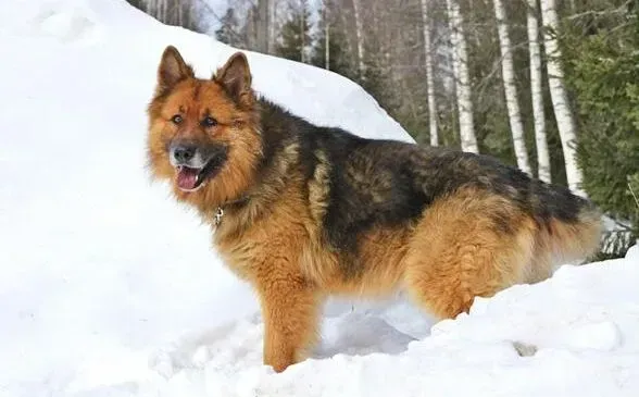 德国牧羊犬|温馨美丽之旅 与德国牧羊犬一起散步要注意的事情